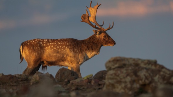 Нов сайт разкрива дивия свят на Източните Родопи