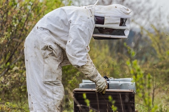 Потвърдено от пчели: околната среда в района на Девин е чиста от пестициди, тежки метали и други замърсявания